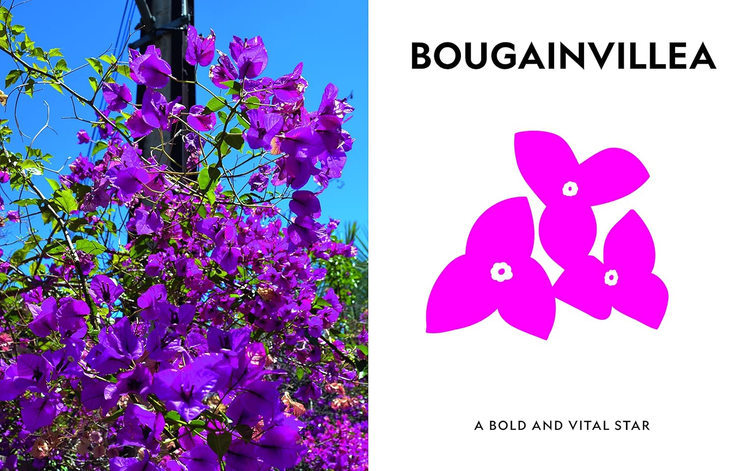 SUPER BLOOM - Image 2
