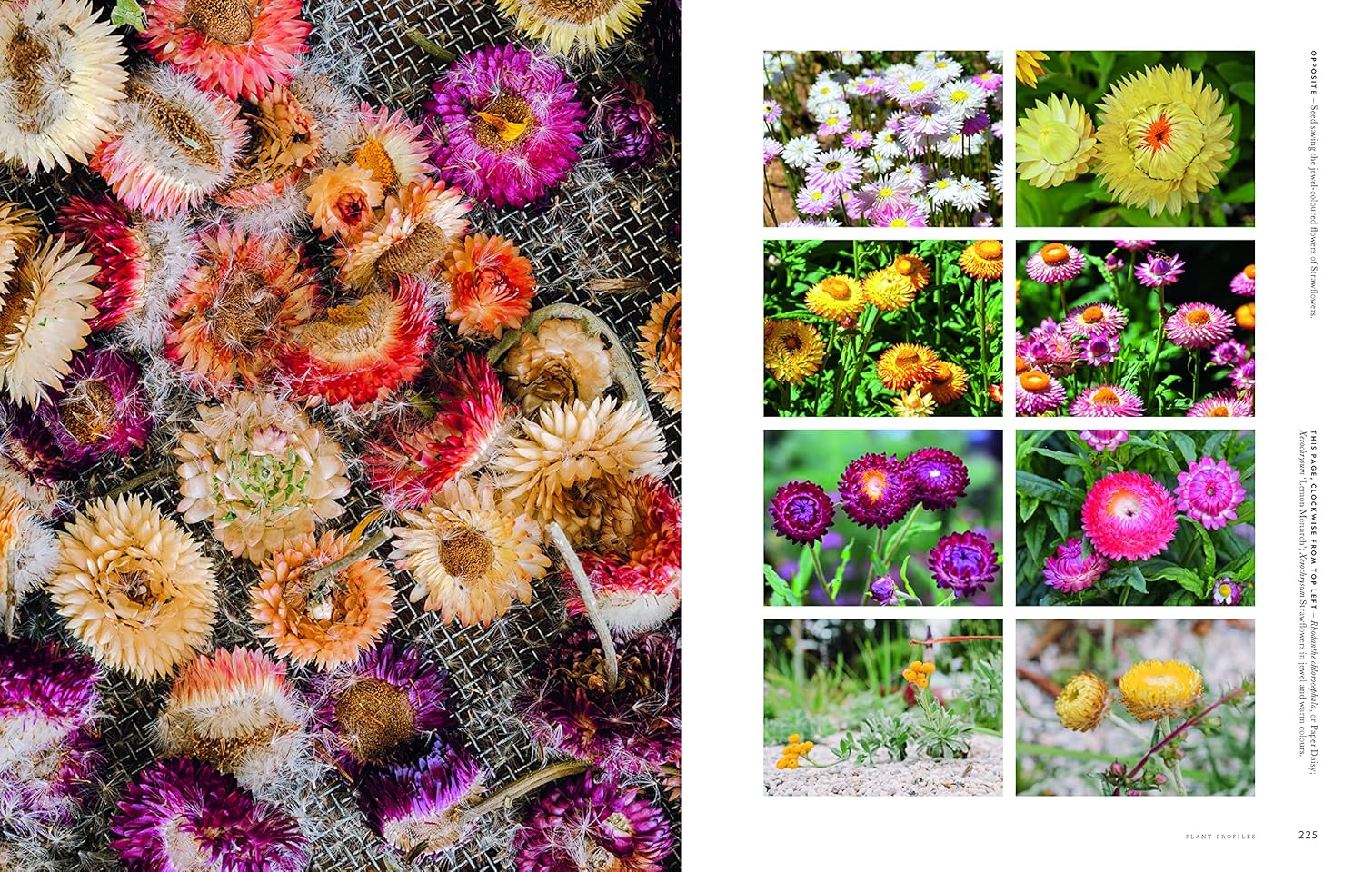 SUPER BLOOM - Image 6