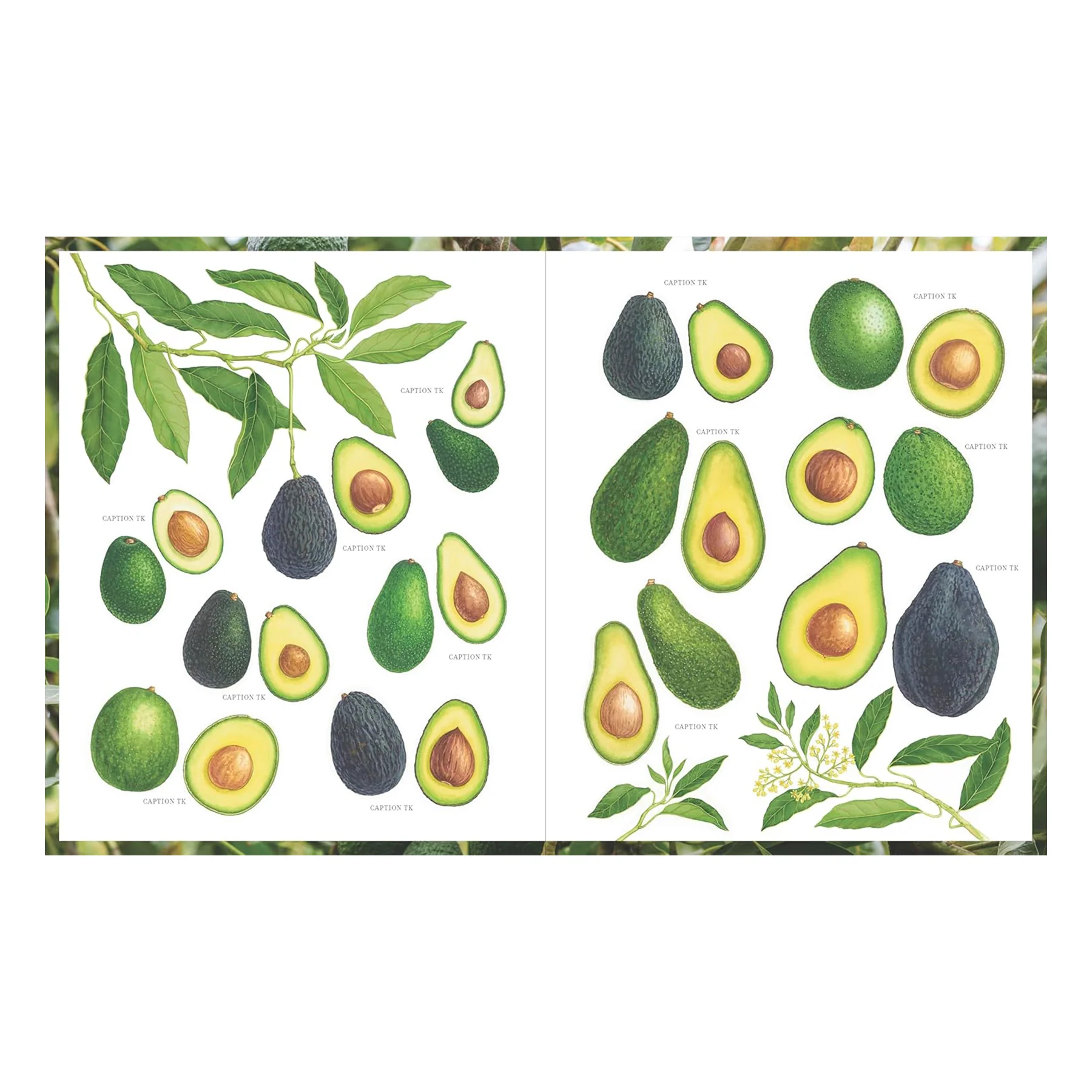 THE APRICOT LANE FARMS COOKBOOK - Image 5