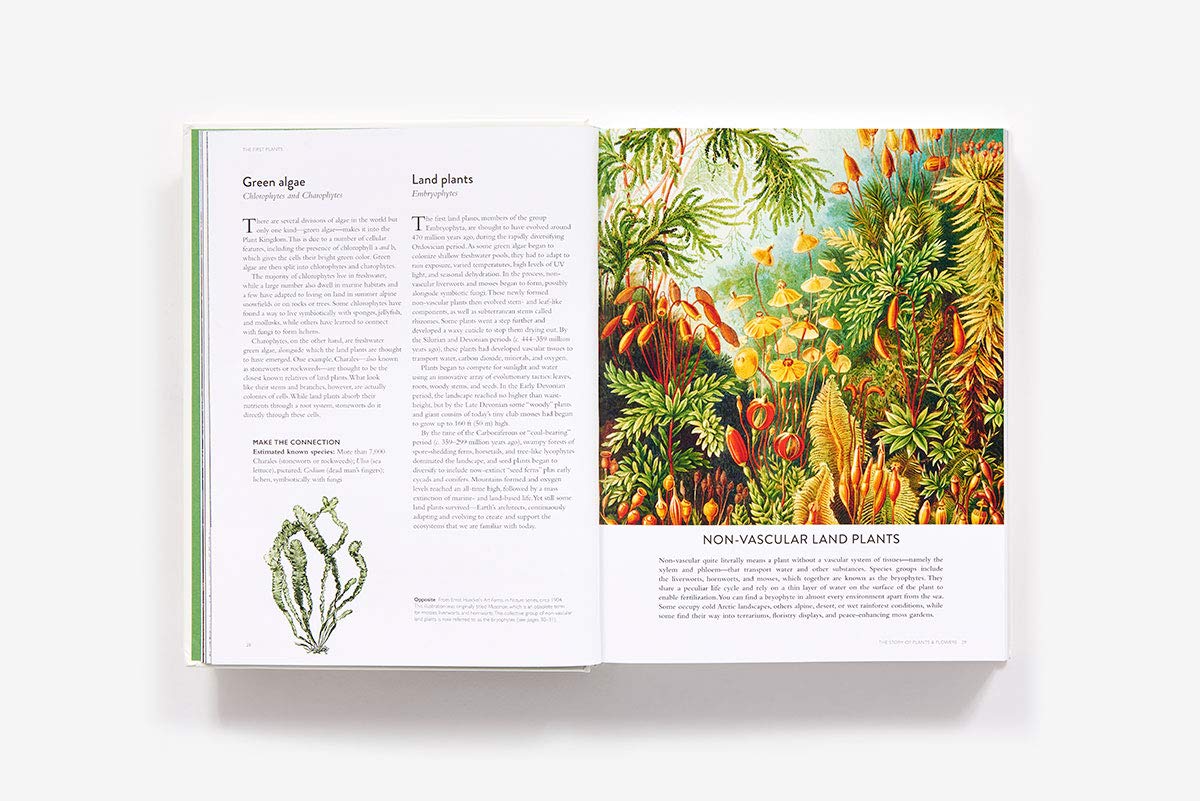 THE BOTANICAL BIBLE: PLANTS, FLOWERS, ART, RECIPES & OTHER HOME REMEDIES - Image 4