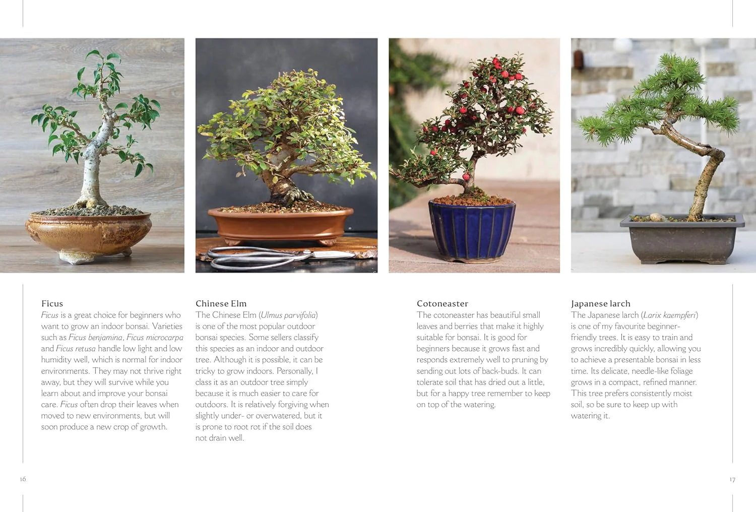 THE HAPPY BONSAI HANDBOOK - Image 3