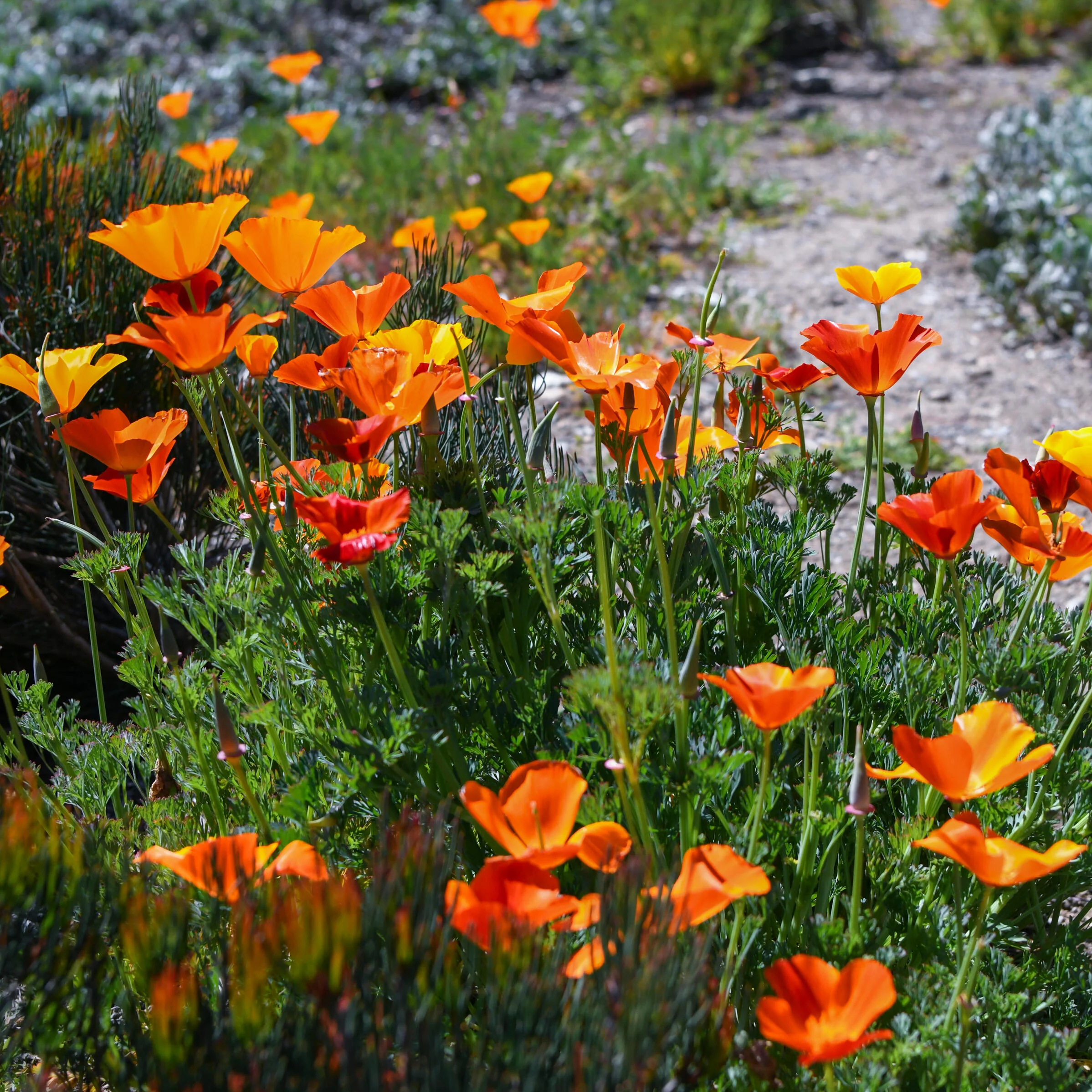 THE HUNTINGTON CALIFORNIA POPPY SEED PACKET - Image 3