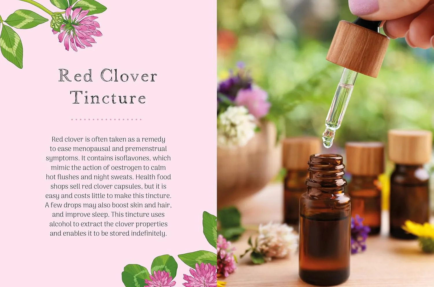 THE LITTLE WILD LIBRARY: CLOVER - Image 4