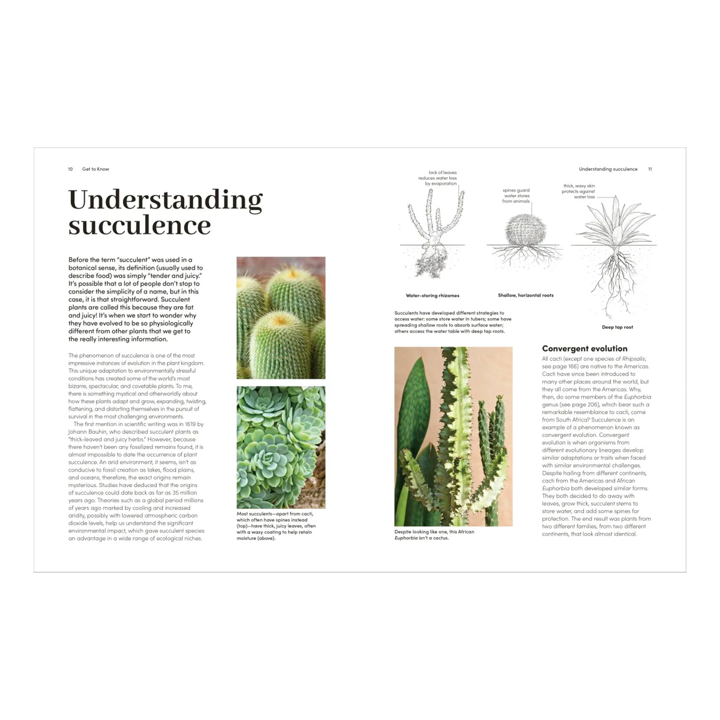 THE PLANT RESCUER: CACTI & SUCCULENTS - Image 2