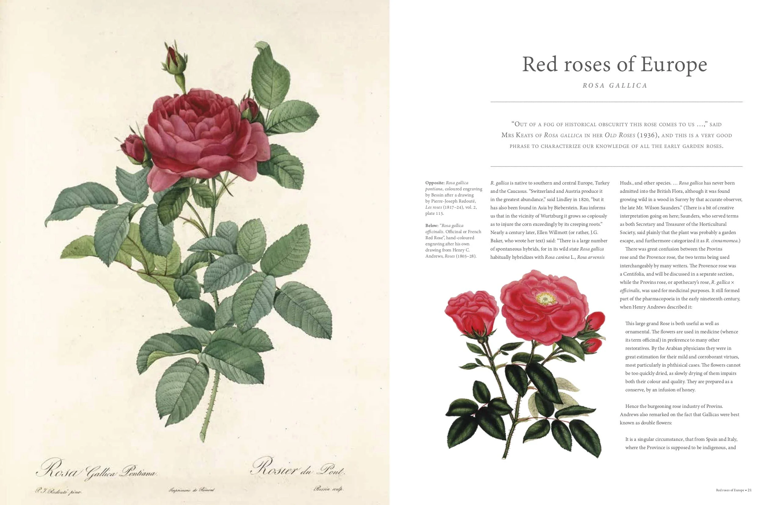 THE ROSE: THE HISTORY OF THE WORLD'S FAVORITE FLOWER TOLD THROUGH 40 EXTRAORDINARY ROSES - Image 2