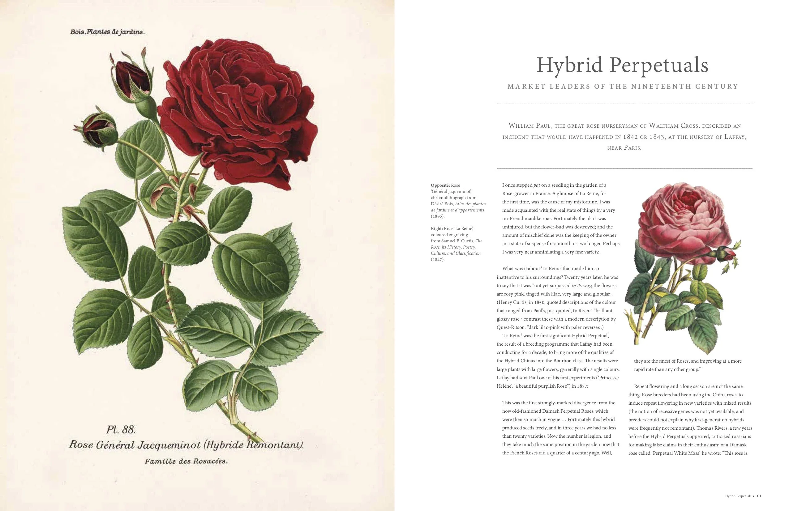 THE ROSE: THE HISTORY OF THE WORLD'S FAVORITE FLOWER TOLD THROUGH 40 EXTRAORDINARY ROSES - Image 3