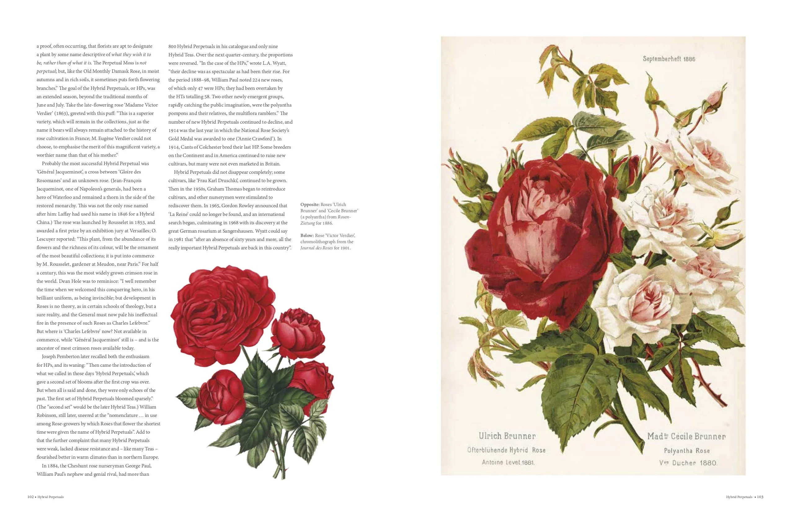 THE ROSE: THE HISTORY OF THE WORLD'S FAVORITE FLOWER TOLD THROUGH 40 EXTRAORDINARY ROSES - Image 4