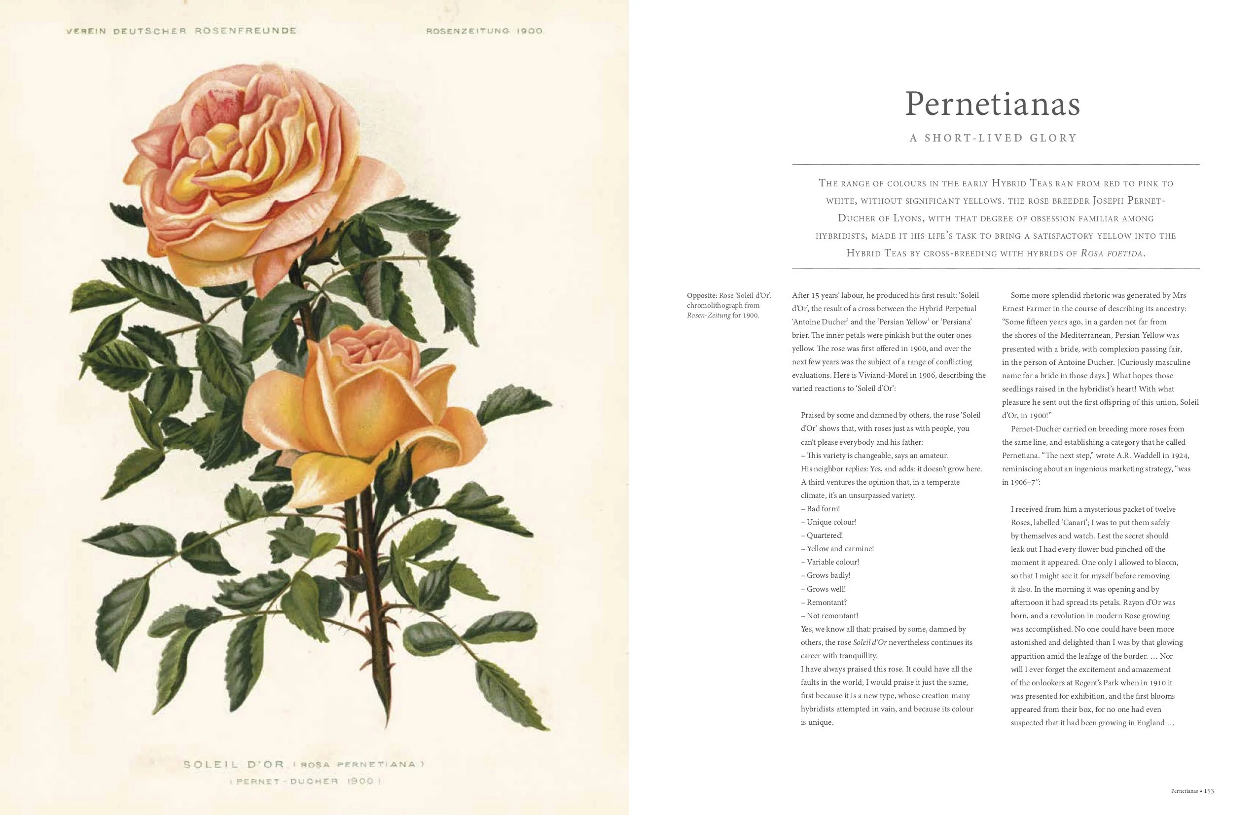 THE ROSE: THE HISTORY OF THE WORLD'S FAVORITE FLOWER TOLD THROUGH 40 EXTRAORDINARY ROSES - Image 5