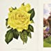 THE ROSE: THE HISTORY OF THE WORLD'S FAVORITE FLOWER TOLD THROUGH 40 EXTRAORDINARY ROSES - Image 6