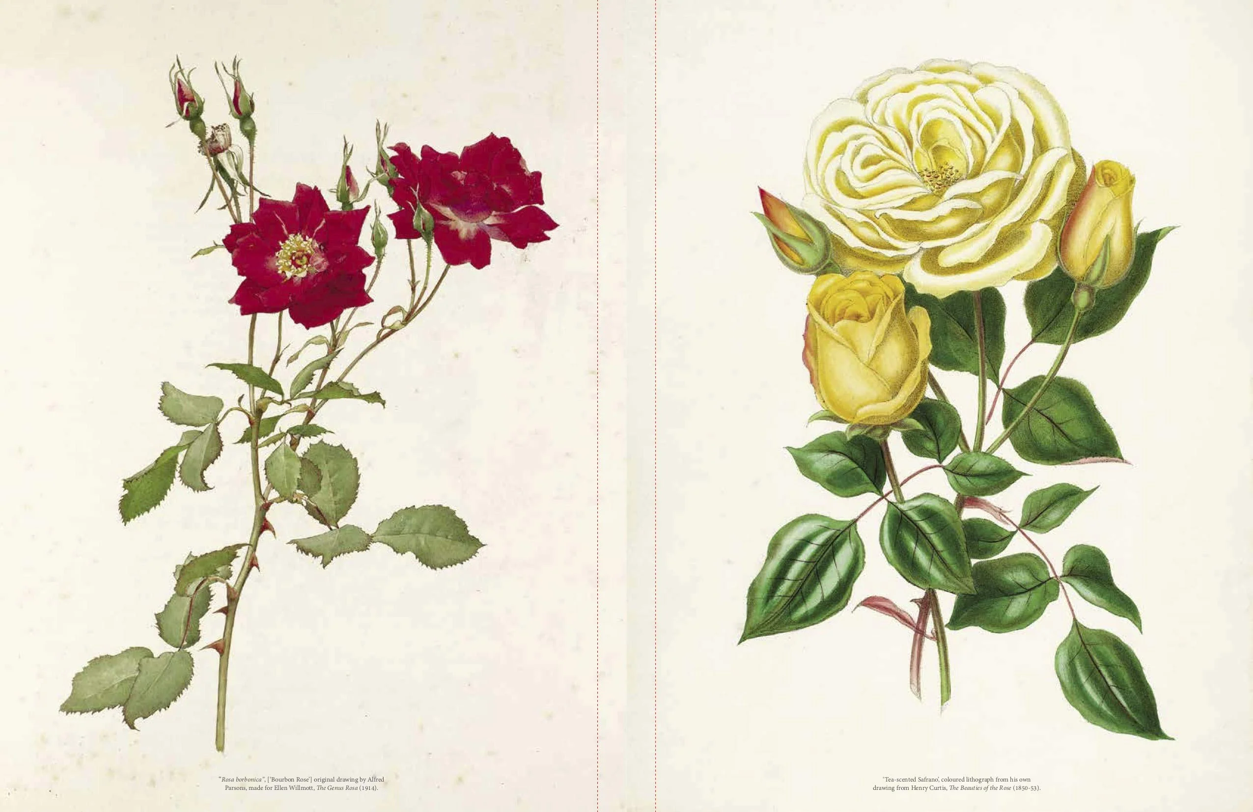THE ROSE: THE HISTORY OF THE WORLD'S FAVORITE FLOWER TOLD THROUGH 40 EXTRAORDINARY ROSES - Image 7