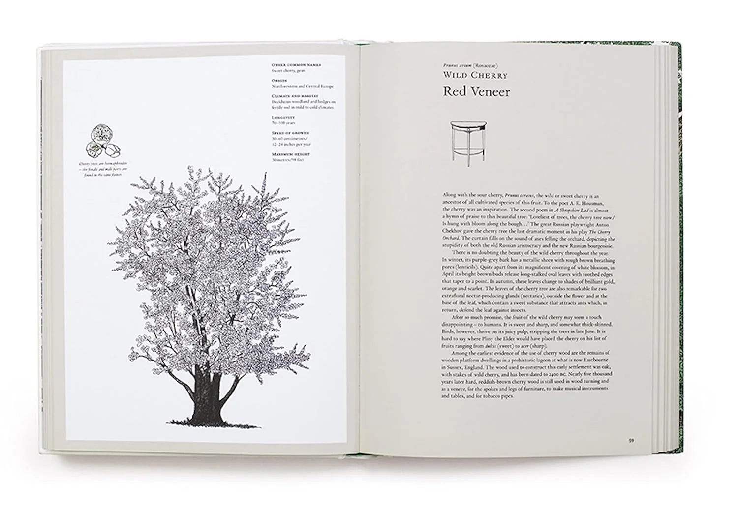 THE STORY OF TREES & HOW THEY CHANGED THE WAY WE LIVE - Image 3