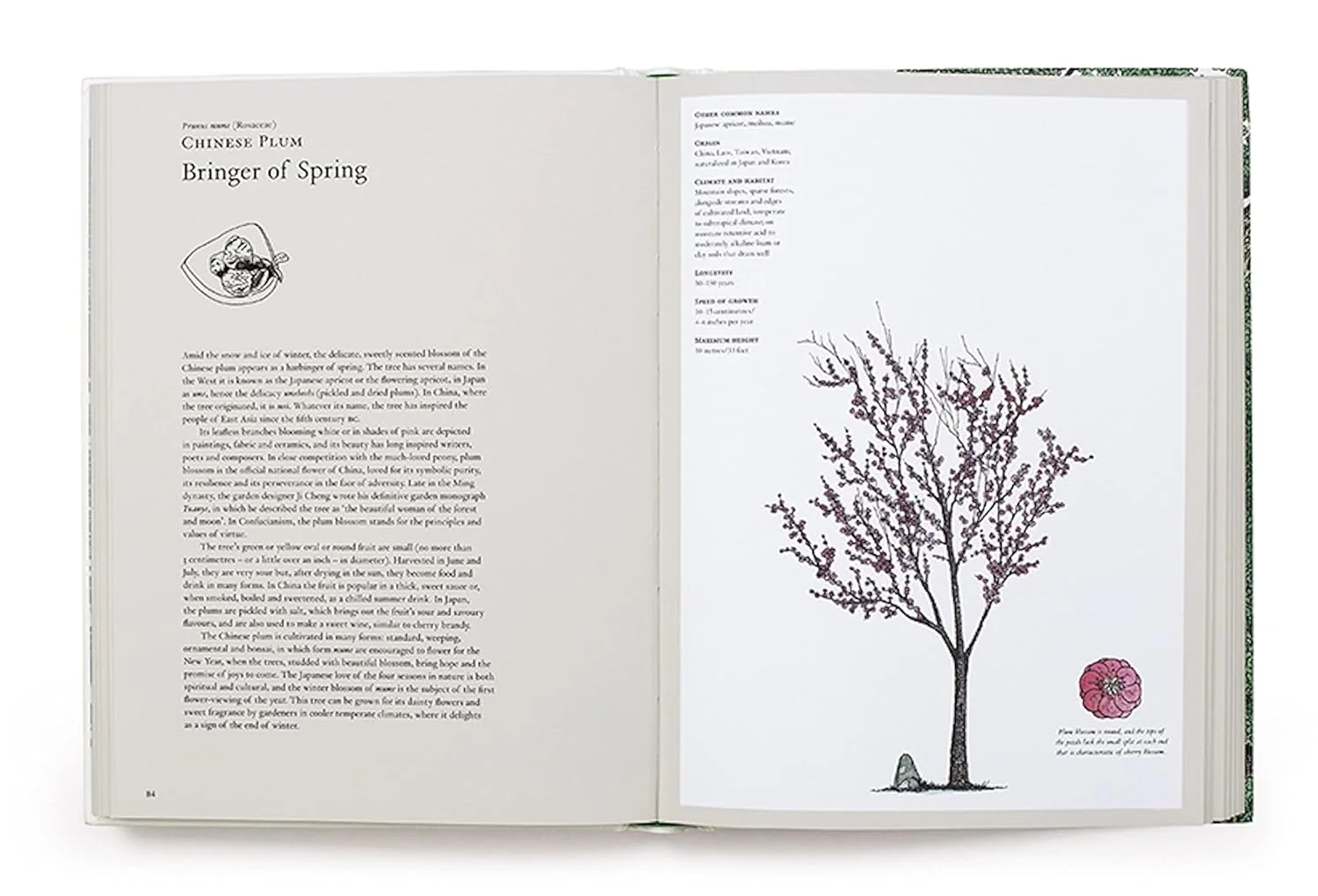 THE STORY OF TREES & HOW THEY CHANGED THE WAY WE LIVE - Image 4