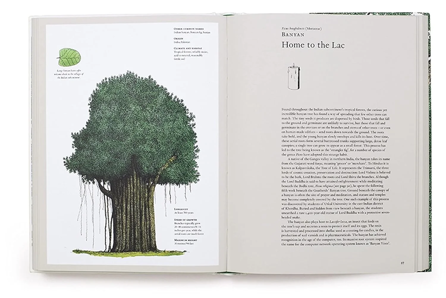 THE STORY OF TREES & HOW THEY CHANGED THE WAY WE LIVE - Image 5