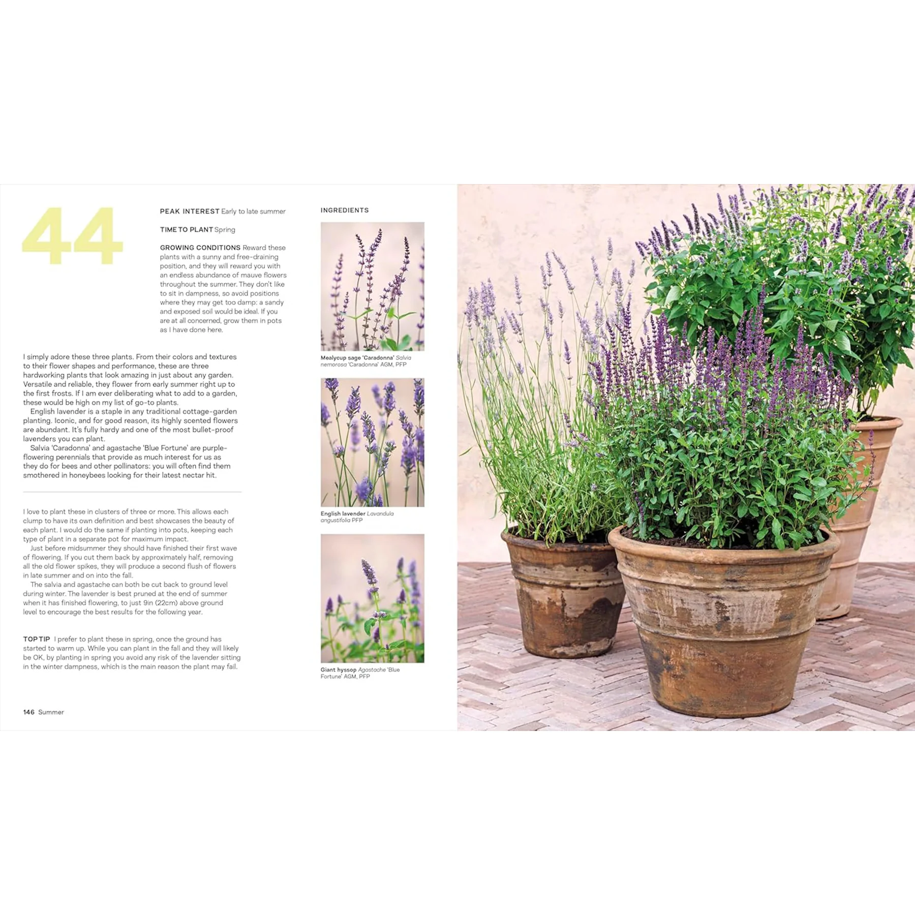 WHAT GROWS TOGETHER: FAIL-SAFE PLANT COMBINATIONS FOR EVERY GARDEN - Image 4