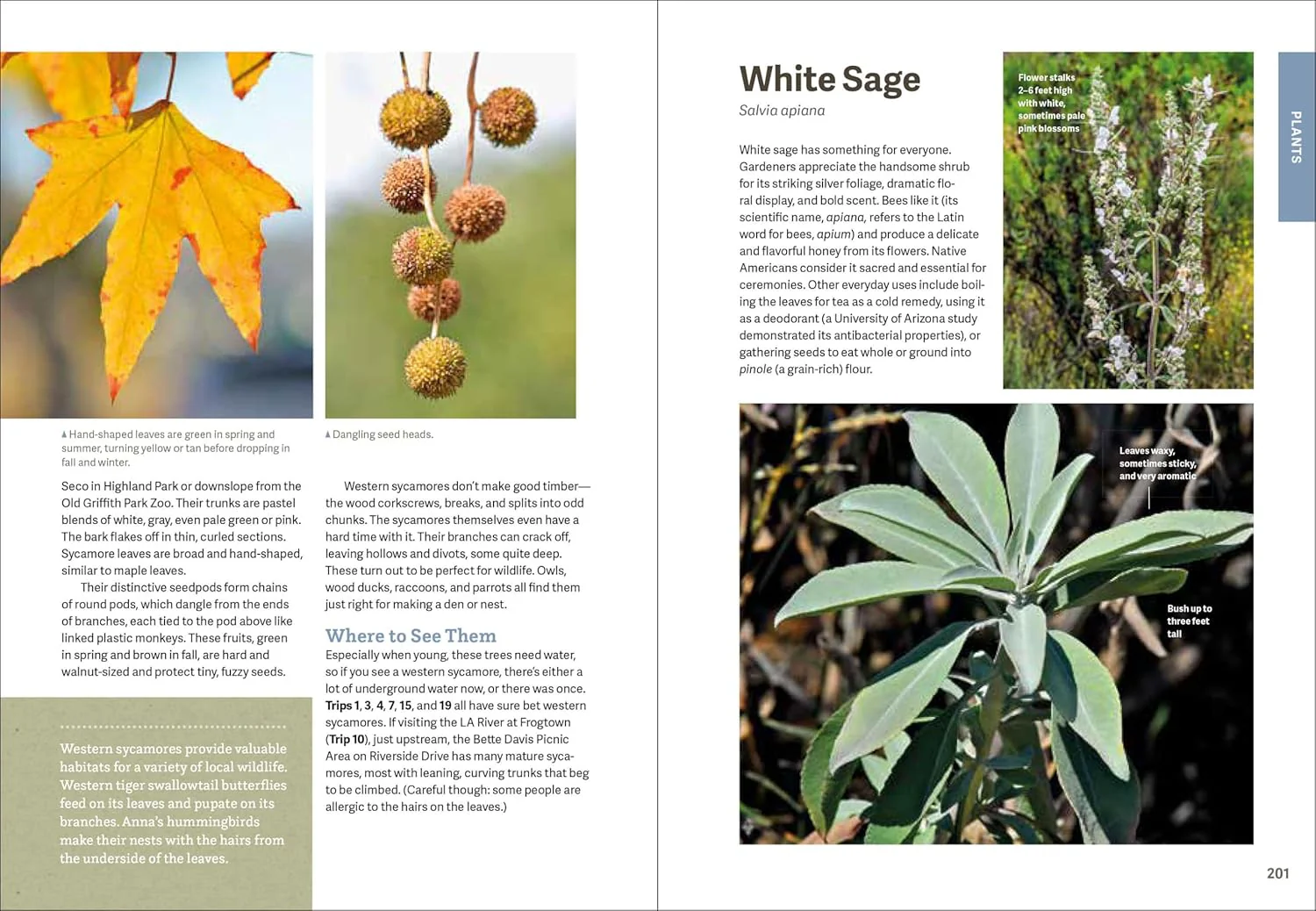 WILD LA - Image 4