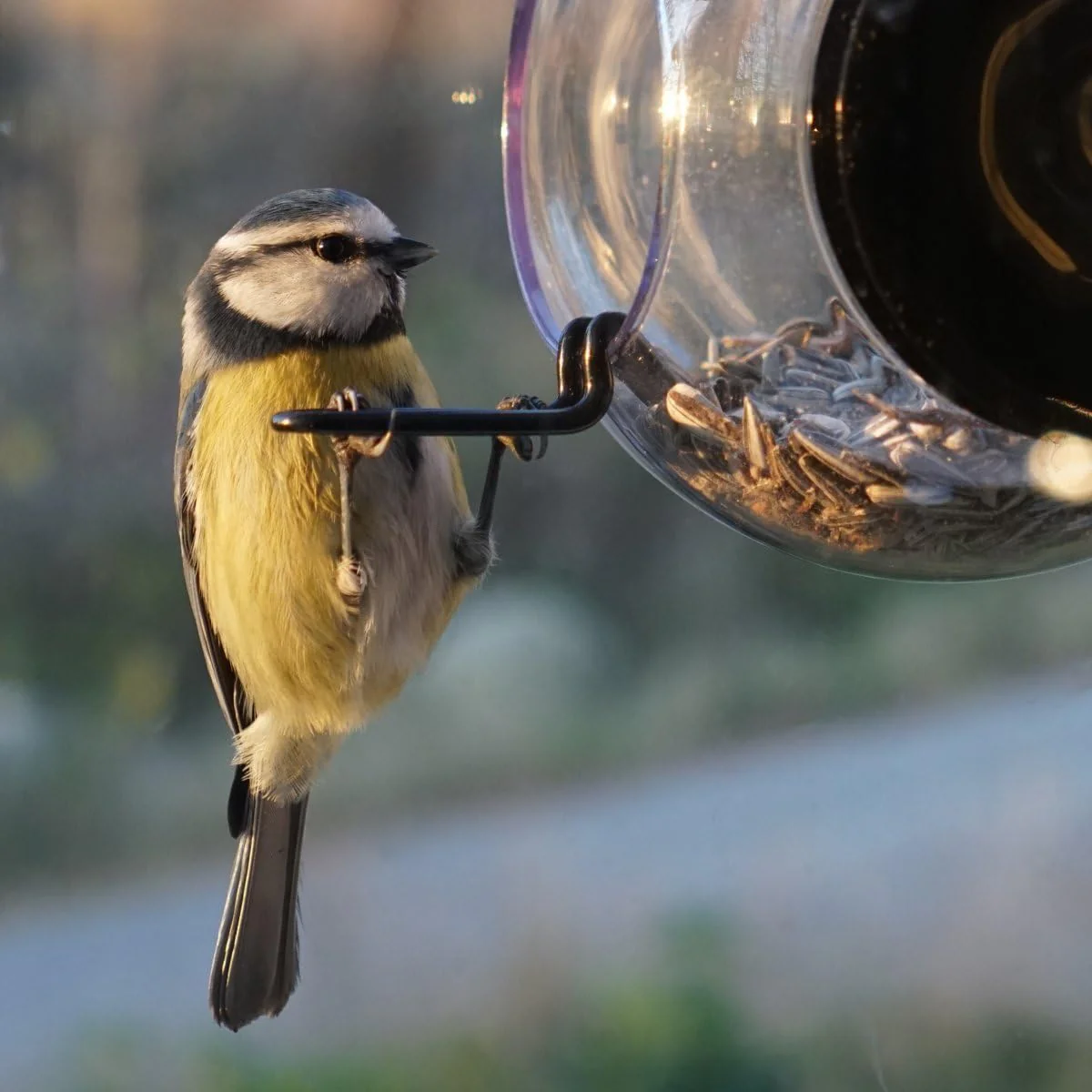 WINDOW GLOBE BIRD FEEDER - Image 3
